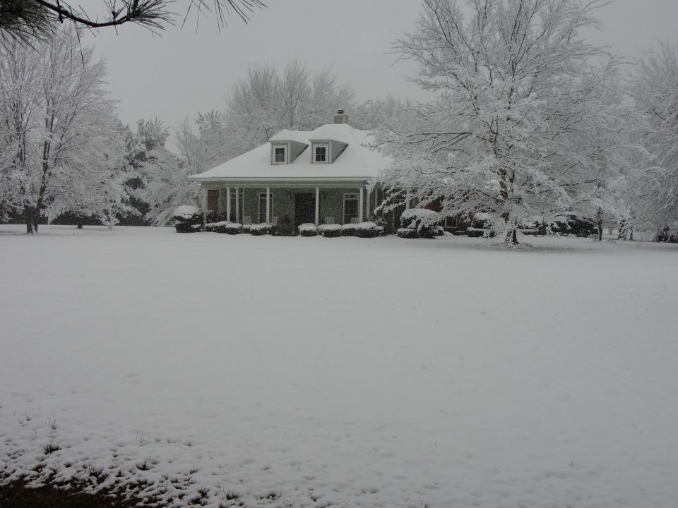 house and trees covered in snow