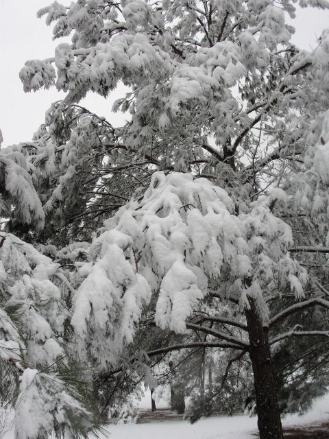 1967 Ford Mustang - Snow blankets pine trees, obscuring any potential vehicles and creating a winter scene.