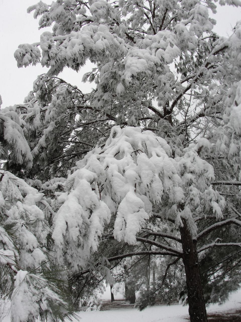 Snow-covered pine trees with a dirt path in the background