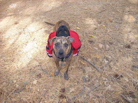 1989 Ford Bronco - Dog wearing a backpack in a wooded area.