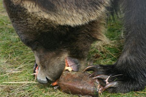2003 Jeep TJ - A bear is shown eating a fish in a grassy area.