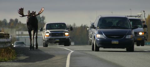 2003 Jeep TJ - A moose walks across a highway, causing traffic to slow down as vehicles approach.