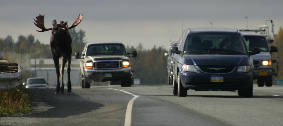 Moose crossing highway in front of vehicles