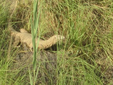 2003 Jeep Wrangler - A monitor lizard moves through tall grass in a natural outdoor setting.