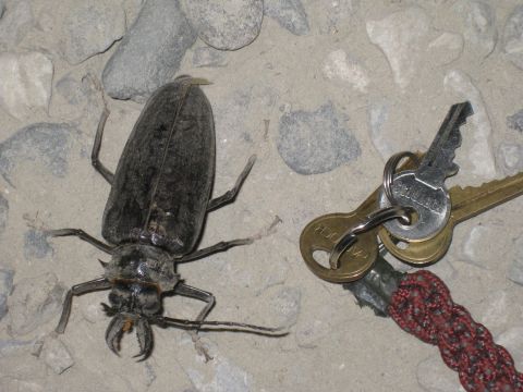 2003 Jeep Wrangler - A large beetle is shown next to a set of keys, with text visible on the keys.