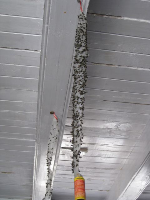 2003 Jeep Wrangler - A grim display of insect control, with two fly strips heavily laden with deceased flies.