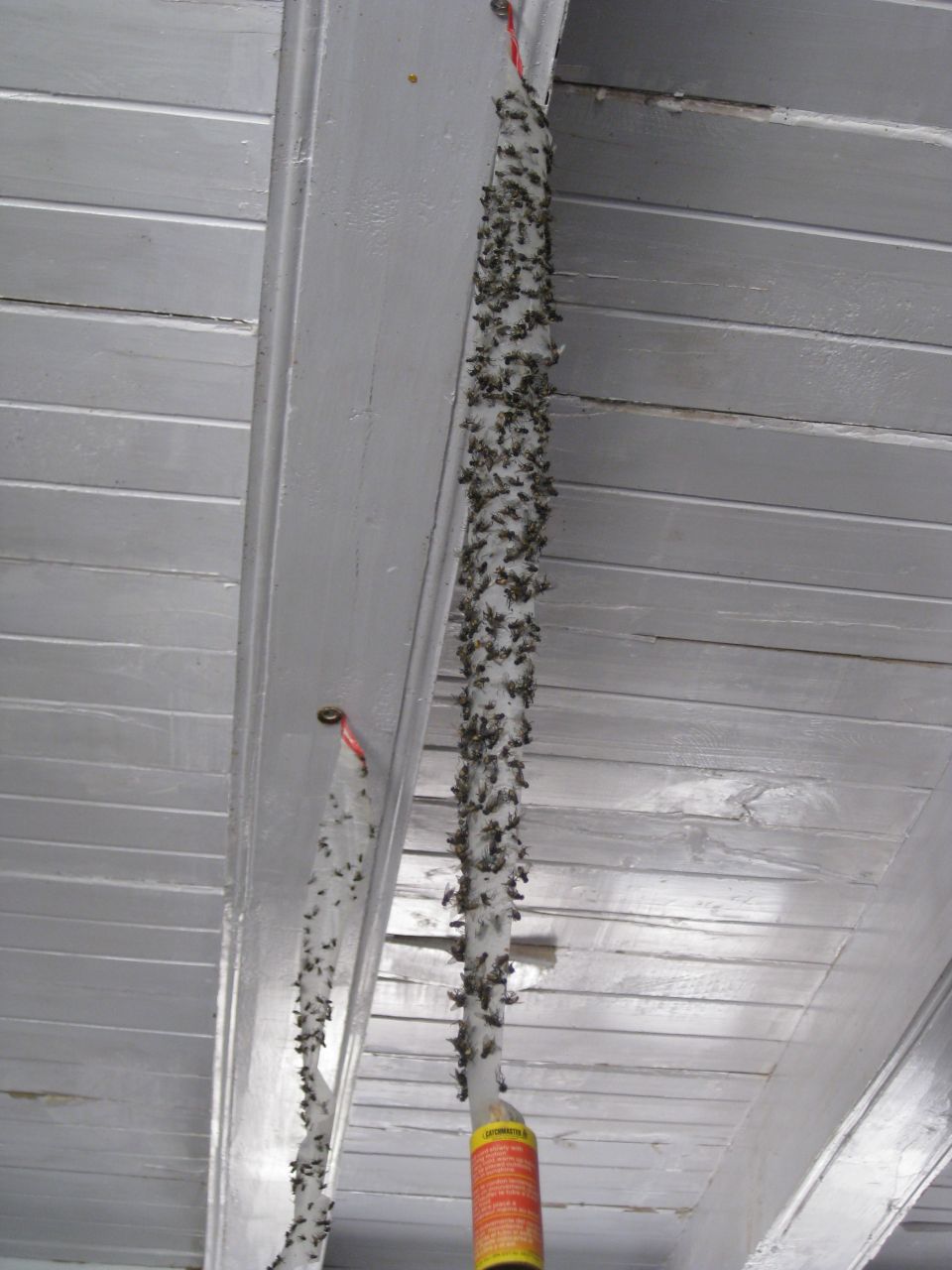 Two fly strips covered in dead flies hang from a white wooden ceiling. A yellow and red can is visible at the bottom of one strip