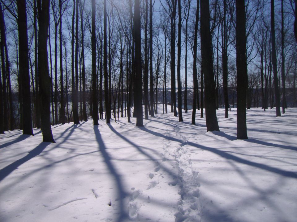 Footprint trail through deep snow in a sunlit bare winter forest