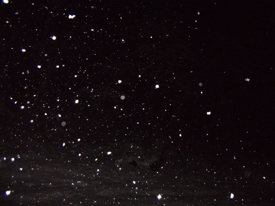 Falling snowflakes lit by camera flash against a black night background