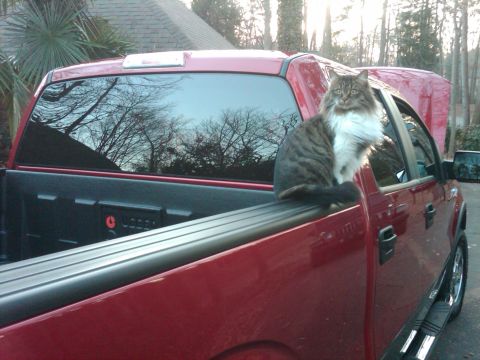 2009 Ford F-150 - A fluffy cat sits on the bed rail of a red pickup truck, looking towards the camera.