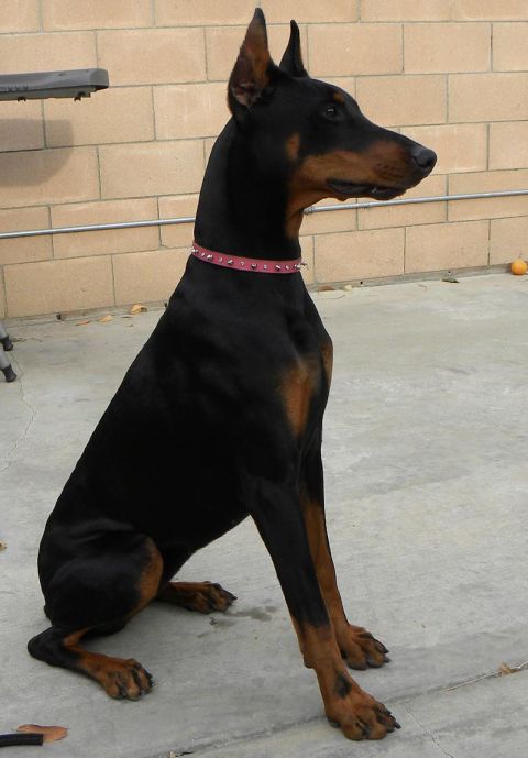 1995 Ford Bronco - A black and tan Doberman Pinscher sits attentively outdoors, with a brick wall in the background.