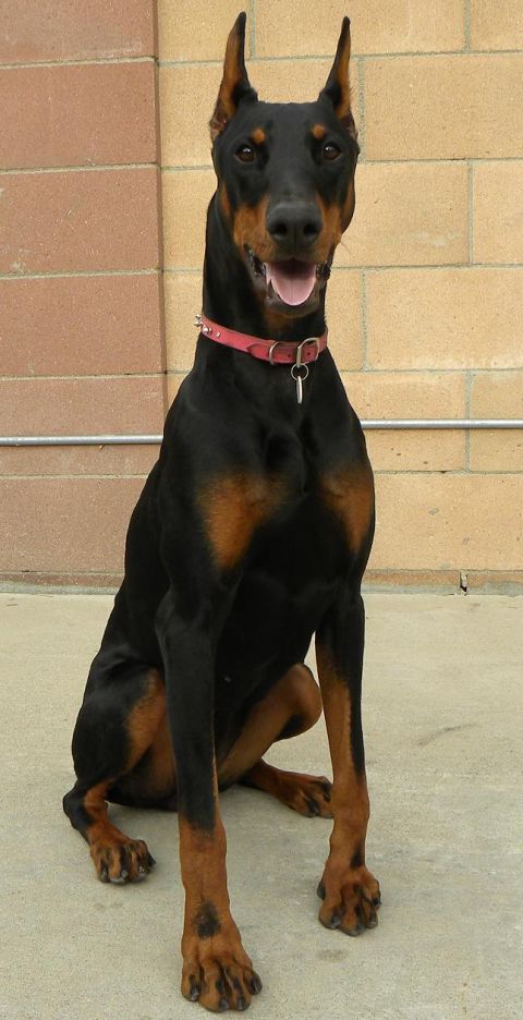 1995 Ford Bronco - A Doberman Pinscher dog sits patiently, its tongue slightly out, against a brick wall background.