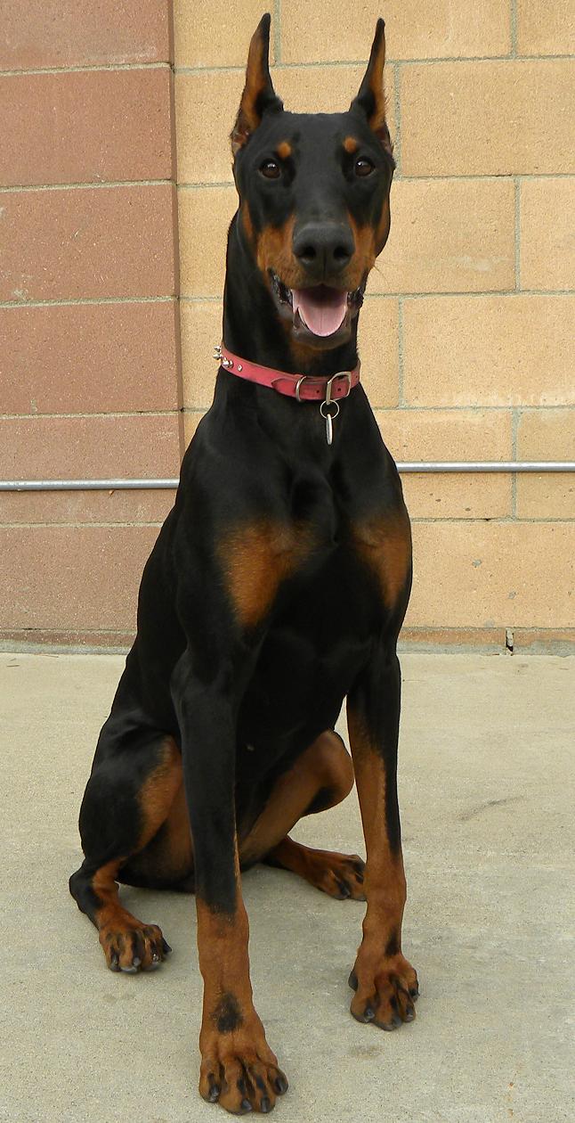Black and tan Doberman Pinscher dog with a pink collar sits on concrete in front of a brick wall