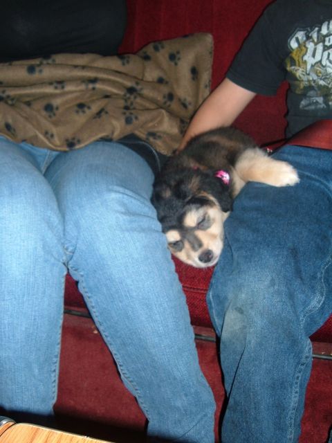 1988 Ford Bronco - A black, tan and cream puppy wearing a pink collar sleeps across the laps of two people in blue jeans on a red couch, with a paw-print flee…