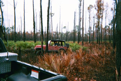 1985 Ford Bronco - A red Jeep Wrangler navigates a dense forest with a mix of green undergrowth and dry, burnt vegetation.
