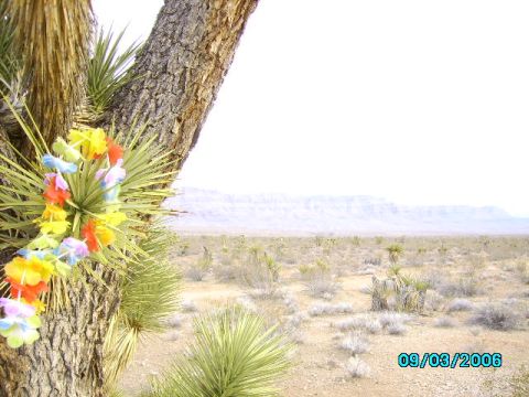 1978 Ford Bronco - A Joshua tree adorned with a lei stands in a desert landscape under a bright sky, with mountains visible on the horizon.