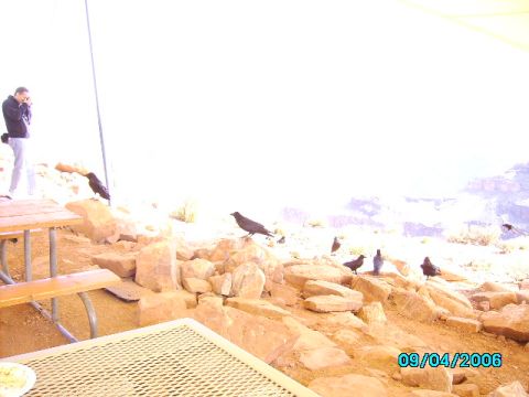 1978 Ford Bronco - A person stands near picnic tables, observing crows gathered on rocks with a canyon in the background.