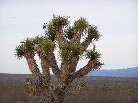 1978 Ford Bronco - A Joshua tree stands tall in the desert, its unique branches reaching towards the sky.