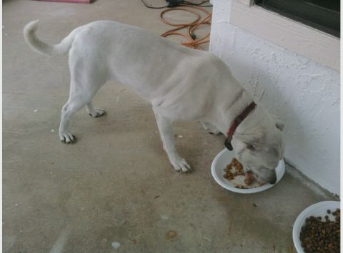 1995 Ford Bronco - A white dog eats from a bowl of food on a concrete surface, with another bowl of food visible.