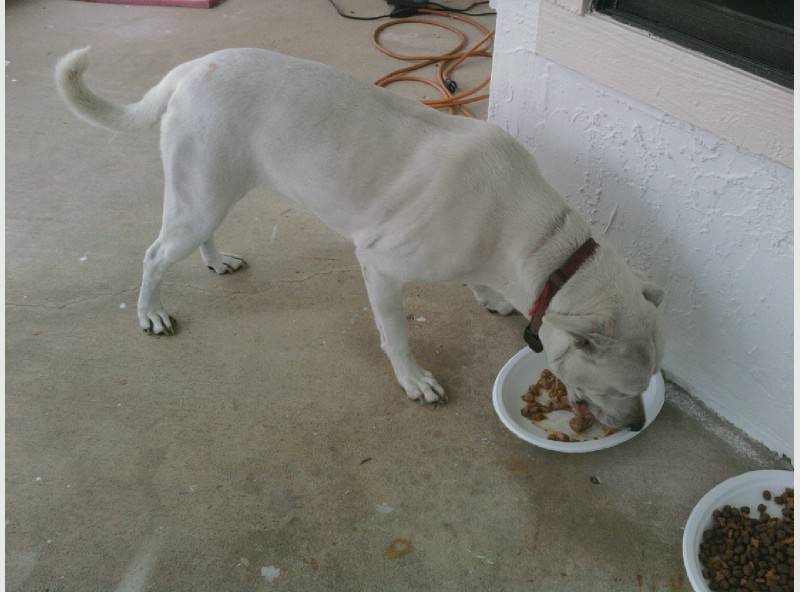 white dog eating dog food from a white bowl on a concrete floor