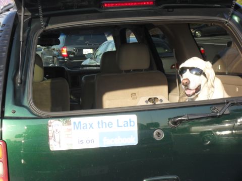 1900 Yugo GVX - Max the Lab is on Facebook