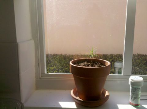 1978 Ford Bronco - A small plant grows in a terracotta pot on a windowsill, next to a bottle of pills.