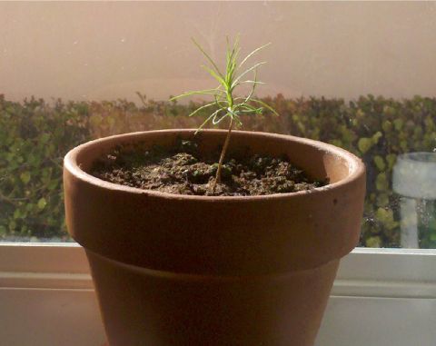1978 Ford Bronco - A small plant grows in a terracotta pot on a windowsill, with a website logo visible.