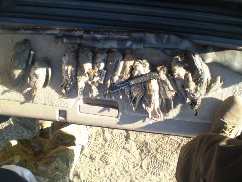 1982 Ford Bronco - A successful hunting trip yielded a collection of birds, a shotgun, and a knife, all displayed on a vehicle's interior.
