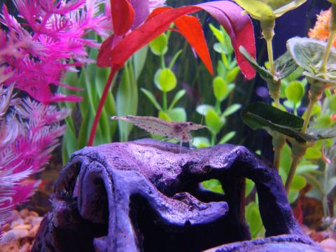1978 Ford Bronco - A small shrimp rests on a decorative rock, surrounded by vibrant artificial plants in an aquarium.