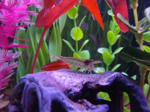 1978 Ford Bronco - Aquarium scene shrimp, fish, and artificial plants.