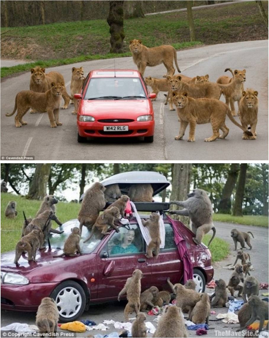 Composite photo of a red and a maroon car surrounded by safari animals