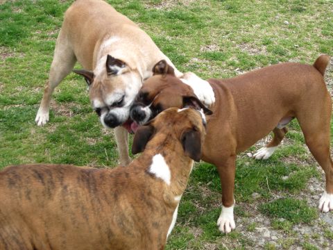 1992 Ford Mustang - Three boxer dogs play together outdoors on a sunny day.