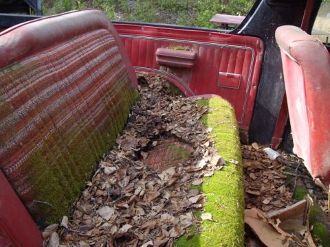1978 Ford Bronco - The interior of a vehicle is overgrown with moss and leaves, indicating it has been left abandoned for a long time.