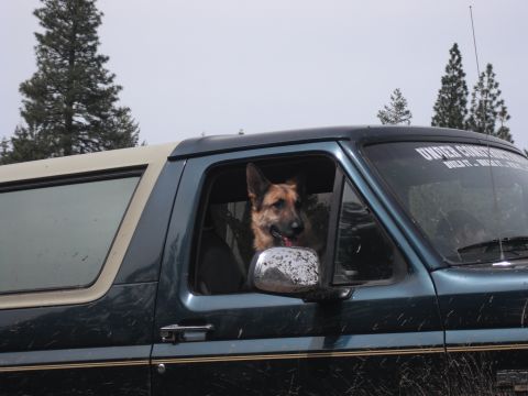 1991 Ford Bronco - A German Shepherd sits in the driver's seat of a vehicle, looking out the window.