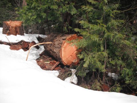 1991 Ford Bronco - Fallen tree trunk in a snowy forest scene with evergreen trees.