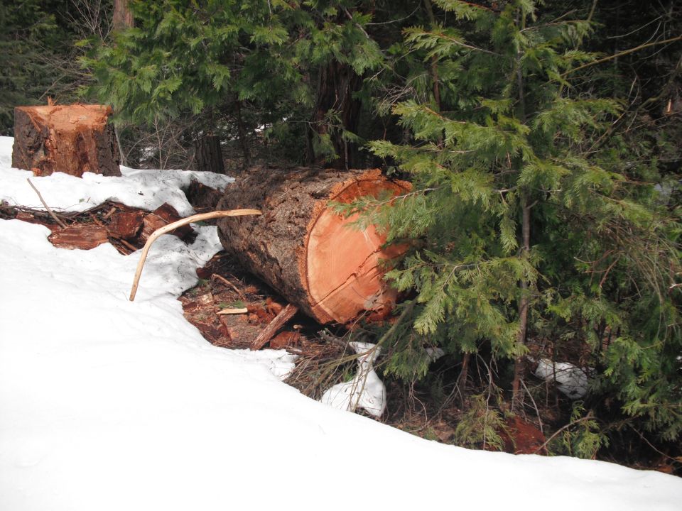 Fallen tree trunk with cut end showing rings, surrounded by snow and evergreen trees