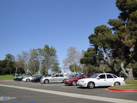 1995 Ford Taurus - A row of sedans are parked in a lot on a sunny day, with trees in the background.