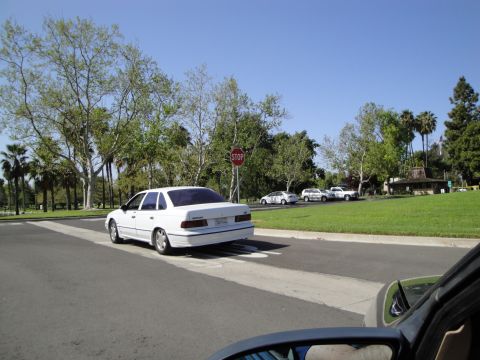 1995 Ford Taurus - A white 1995 Ford Taurus sedan is seen from behind, driving on a road with trees and parked vehicles nearby.