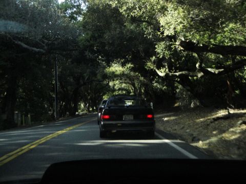 1995 Ford Taurus - Driving down a scenic road with trees arching over the asphalt.