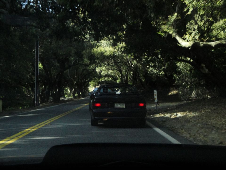 Black sedan driving down a road with trees forming a canopy overhead