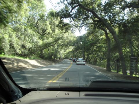 1995 Ford Taurus - A white sedan travels down a scenic road shaded by a canopy of trees.