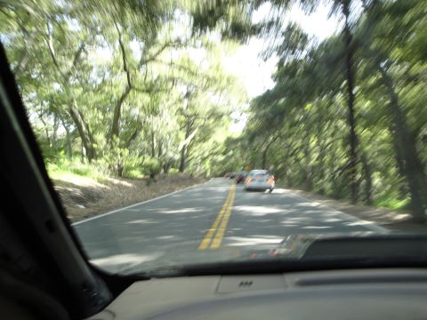 1995 Ford Taurus - The view from inside a vehicle driving on a road surrounded by trees.