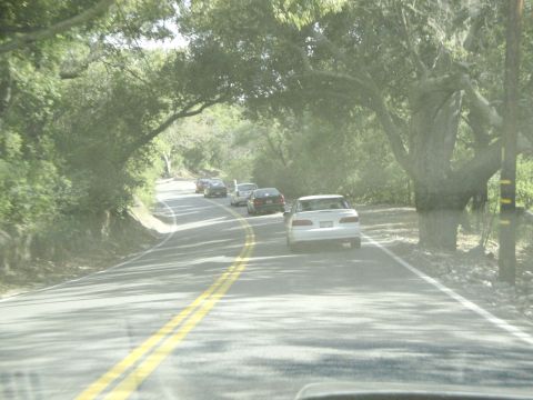 1995 Ford Taurus - A line of cars travels down a scenic, winding road under a canopy of trees.