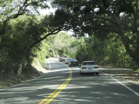 1995 Ford Taurus - Multiple vehicles travel along a winding road bordered by lush green trees.