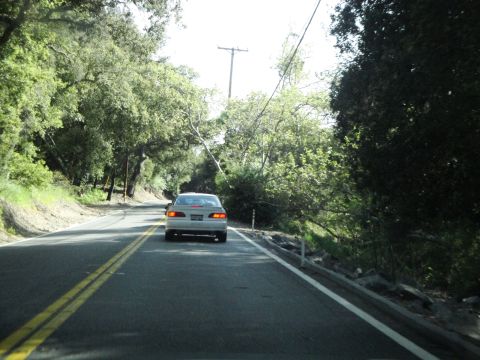 1995 Ford Taurus - A car travels down a scenic, tree-lined road on a sunny day.