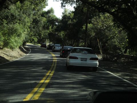 1995 Ford Taurus - A line of cars travels down a tree-lined road on a sunny day.