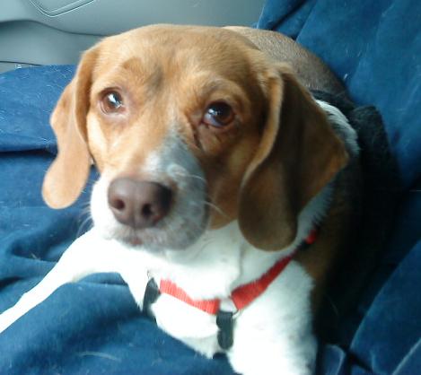 2000 Ford Crown Victoria - A beagle rests comfortably on a blue blanket, with a red harness around its neck.