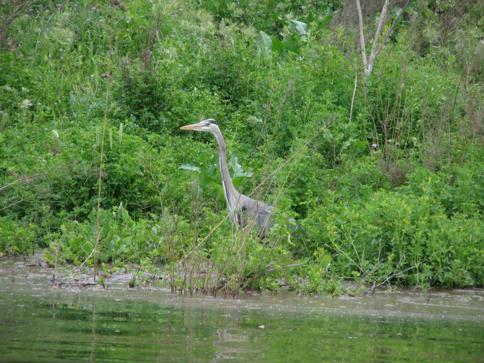 Great Blue Heron in lush green reeds by water