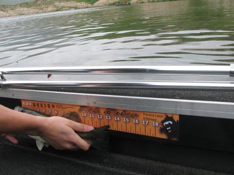 1992 Tracker Pro “Pro Deep V16”