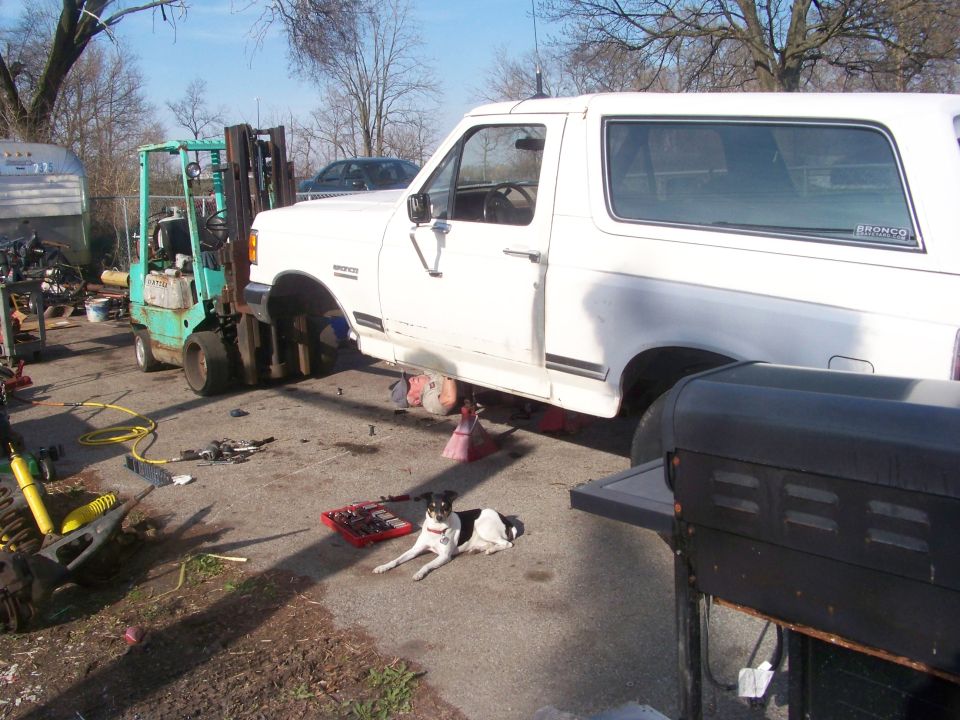 White Ford Bronco on jack stands with wheels removed, supported by a forklift in a gravel lot